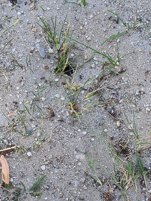 Mangelmeldung: Ameisen am Sandkasten und auf dem ganzen Spielplatz 